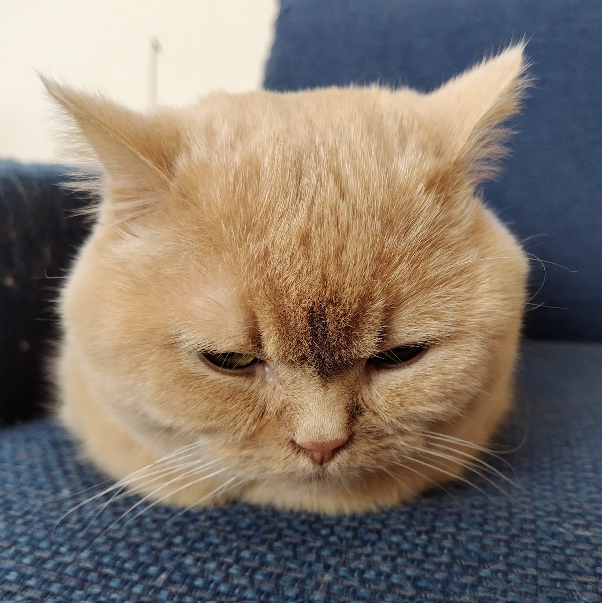 みかん✳︎✳︎ なんかイヤなことありました？😅