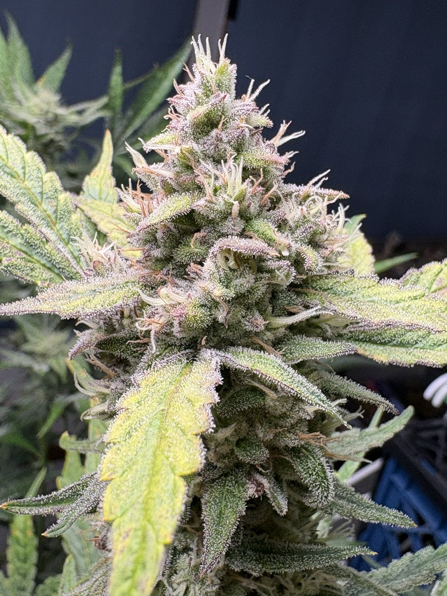 JBsGrowing's tweet photo. Runtz and roses https://t.co/VUthSL6oFu
