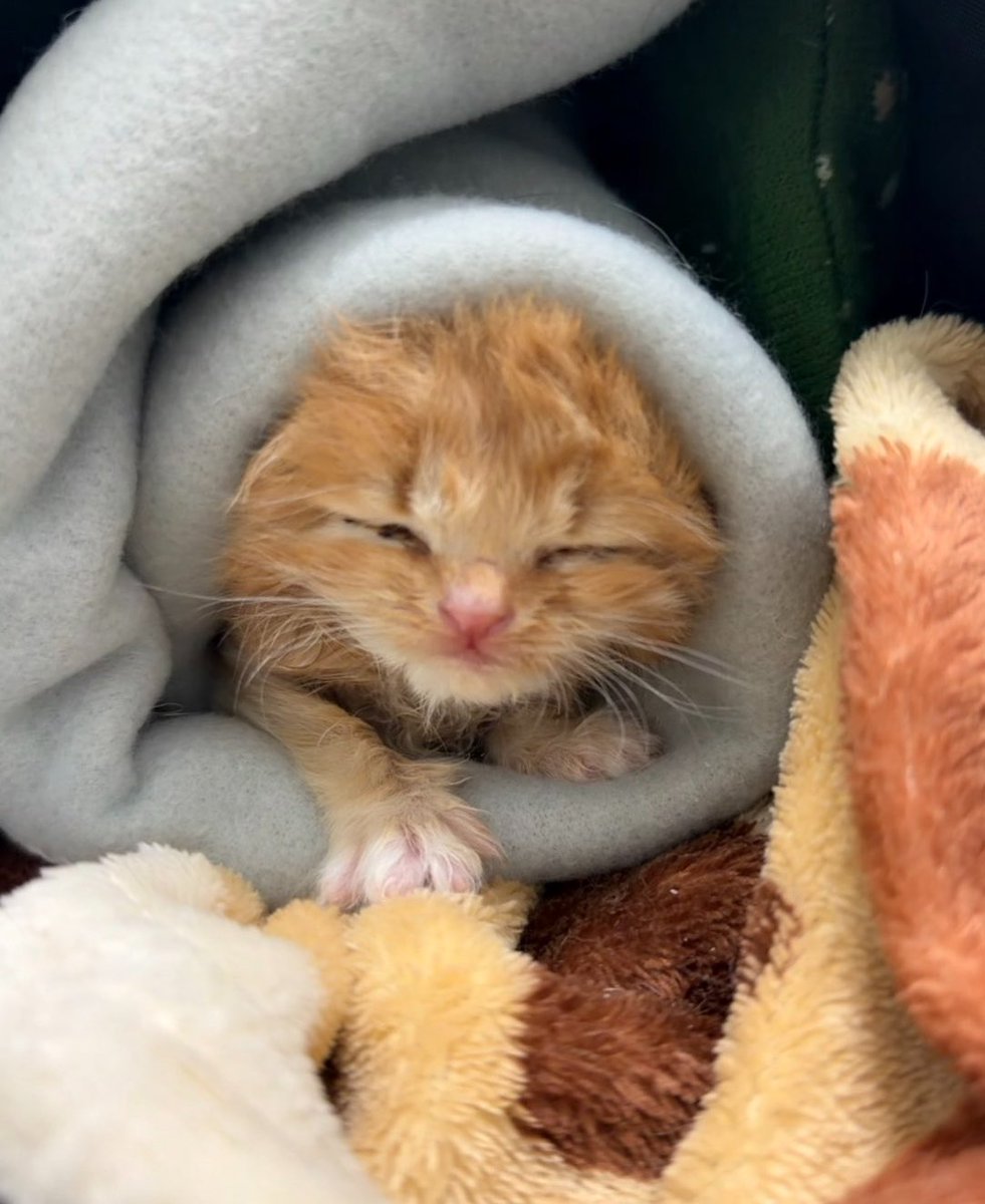 우리집온지 딱 한달된 째째🦁

꼬질 수유 스트릿캣 갈곳없어서 급하게 우리집온거고 수유거부 죽어가기직전 강급하면서 사랑으로 깔끔냥된거고 품종아니니까 어디서 사왔냐 묻지마셈 그리고 사지말고 입양하셍