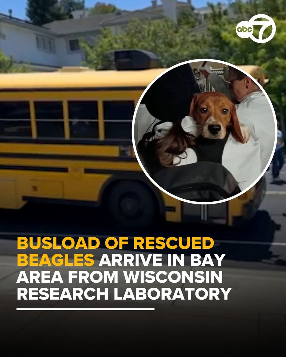 ABC7 News tweet media