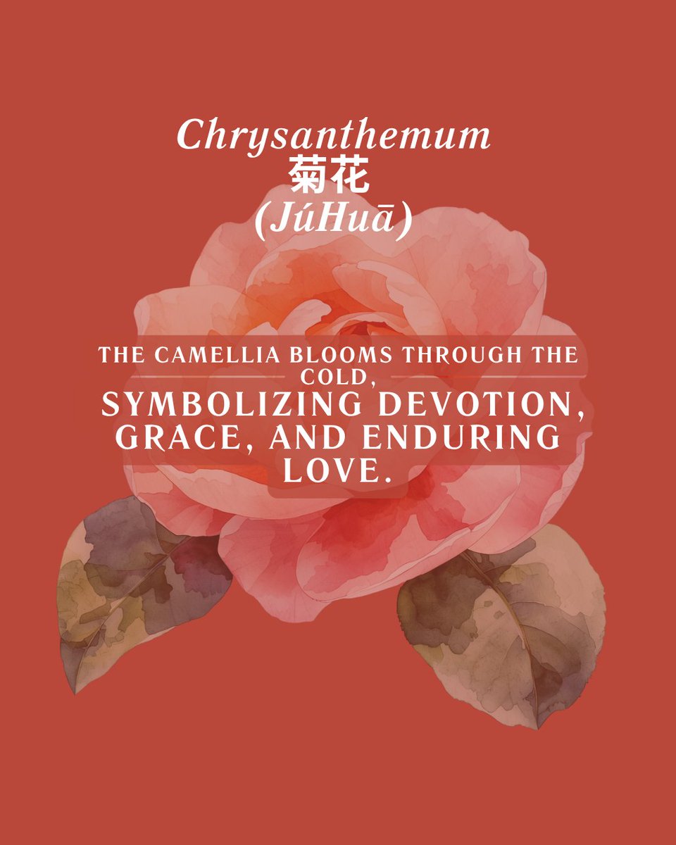 Go2Chinese's tweet photo. Forget zodiac signs. 
If you were born in November, your Chinese Flower Goddess is the Camellia — 山茶花 (shāncháhuā).
#ChineseCulture #Camellia #FlowerGoddess #NovemberAesthetic #AsianAesthetic #ChineseMythology #QuietLove #山茶花 #东方美学 #ElegantEnergy https://t.co/VpgM0vD9V7