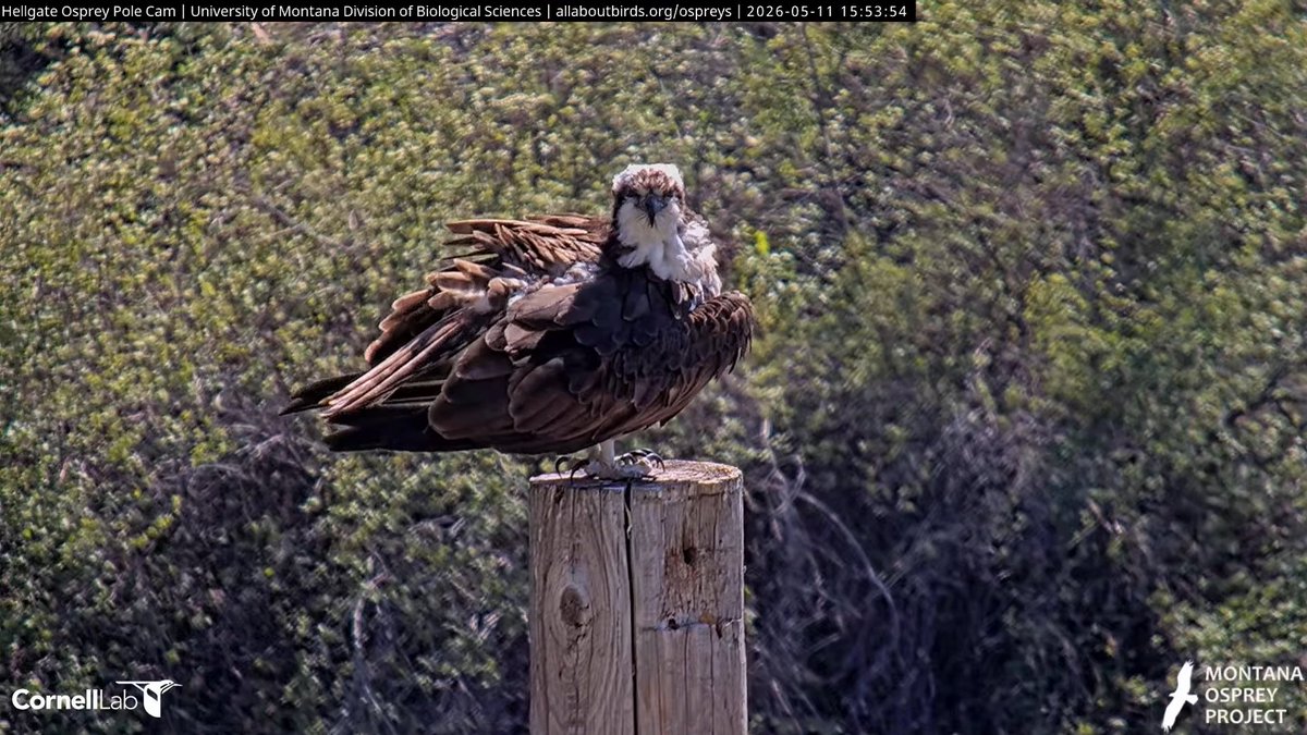 Hellgate Osprey tweet media