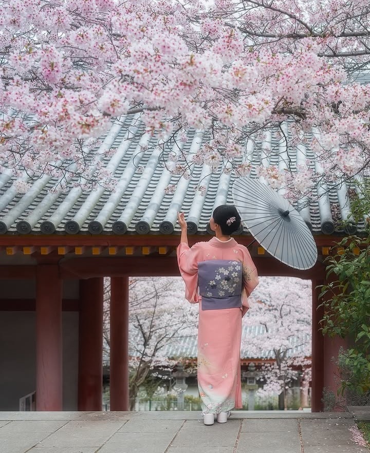 "Ciliegi in fiore sul far della sera.
Anche quest’oggi
È diventato ieri.”

Grazie ad #AlbertoAngela e a tutto il team di #Ulisse per un'altra puntata straordinaria. 🌸