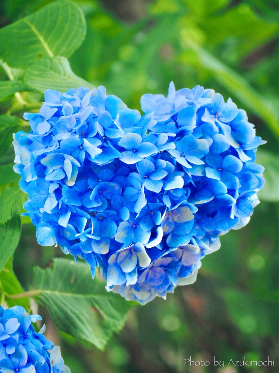 小豆餅乃𝕗𝕝𝕠𝕨𝕖𝕣 𝕣𝕠𝕠𝕞 𖧷𓂃◌ tweet media