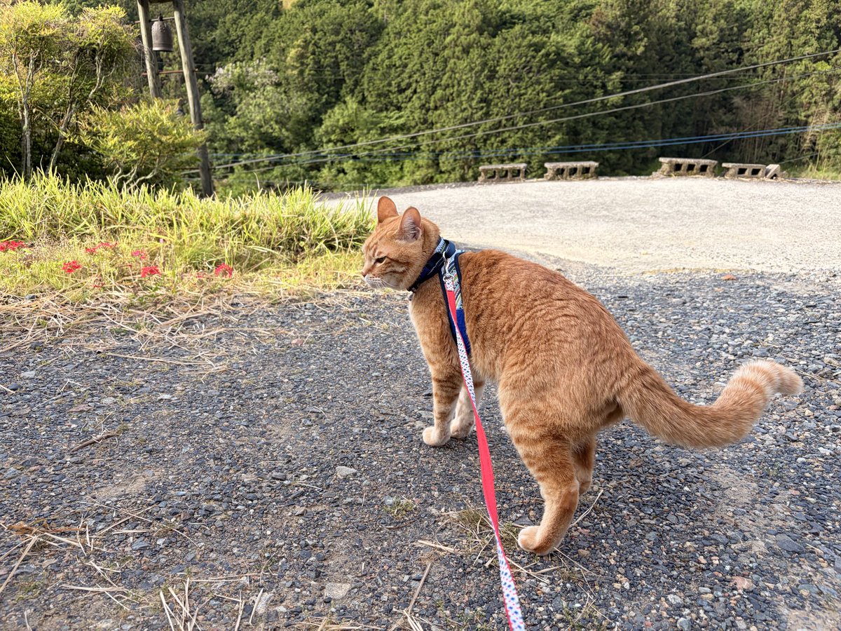 ひらべったいの tweet media