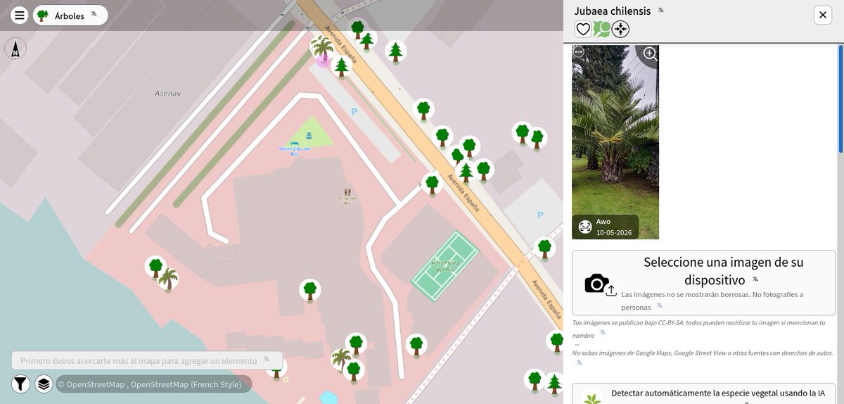 openmapchile's tweet photo. Nuevas #Jubaea chilensis en Valdivia sumando en total 21,  la especie con mayor numero de registros en #OpenStreetMap, y para Chile 5187. Juveniles al interior del Hotel Villa del Río. Mapa Distribución de las 🌴🇨🇱, mapeadas en OSM. #AUPV #MapComplete https://t.co/5sLIaNncjf https://t.co/WLwHIKOraK