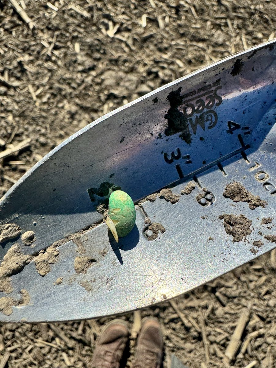KimLawlor12's tweet photo. A collection of good news - germination and emergence well on the way in #Huron and #Bruce #scout26 #FarmOn #OntAg @Agri_Solve https://t.co/m9OEym3Bqu