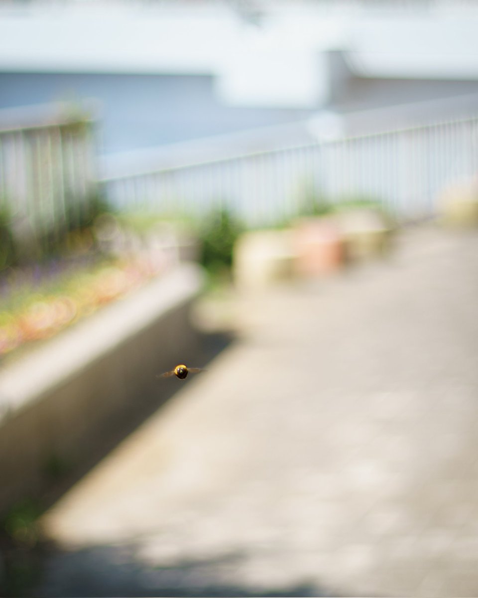feucoup1's tweet photo. #クマバチ
ピンボケ写真ではありませんw https://t.co/MP69Dvw2xr