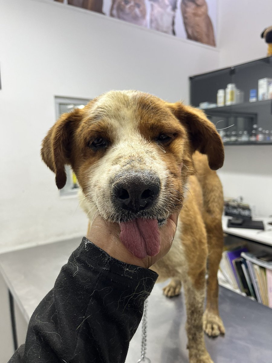 𝙷𝚎𝚕𝚊 𝙼𝚘𝚛𝚎 🐶 tweet media