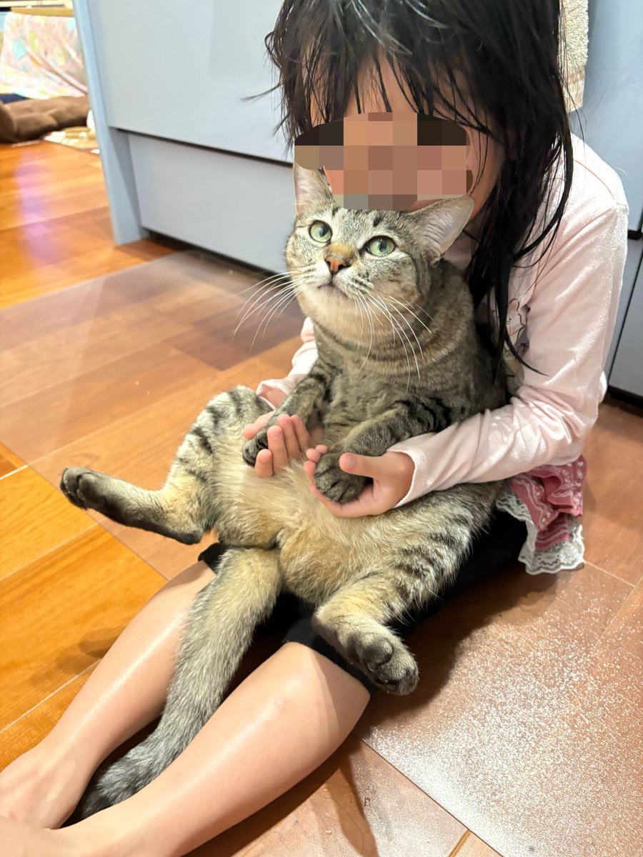 すずつむふう【我が家の可愛い猫’s】 tweet media