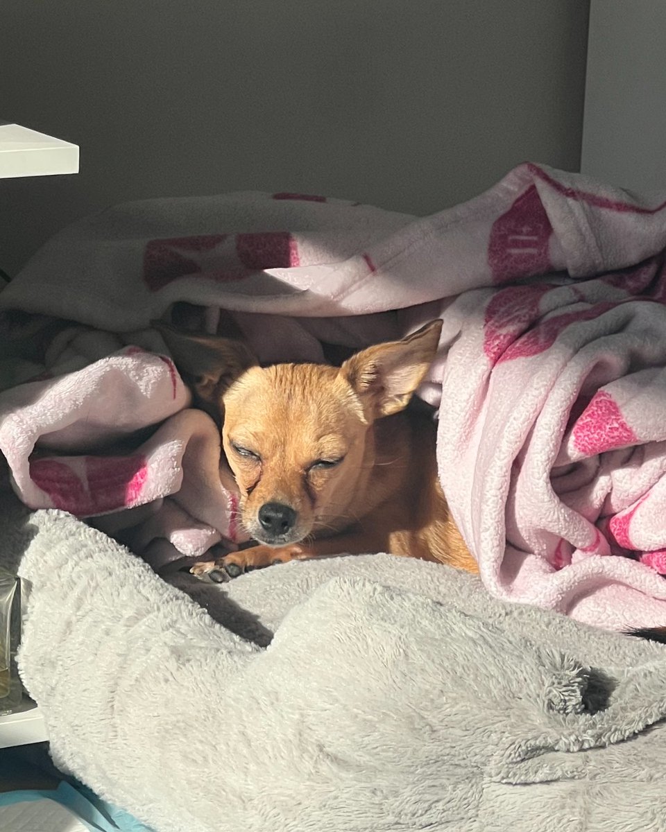 ASPCA tweet media