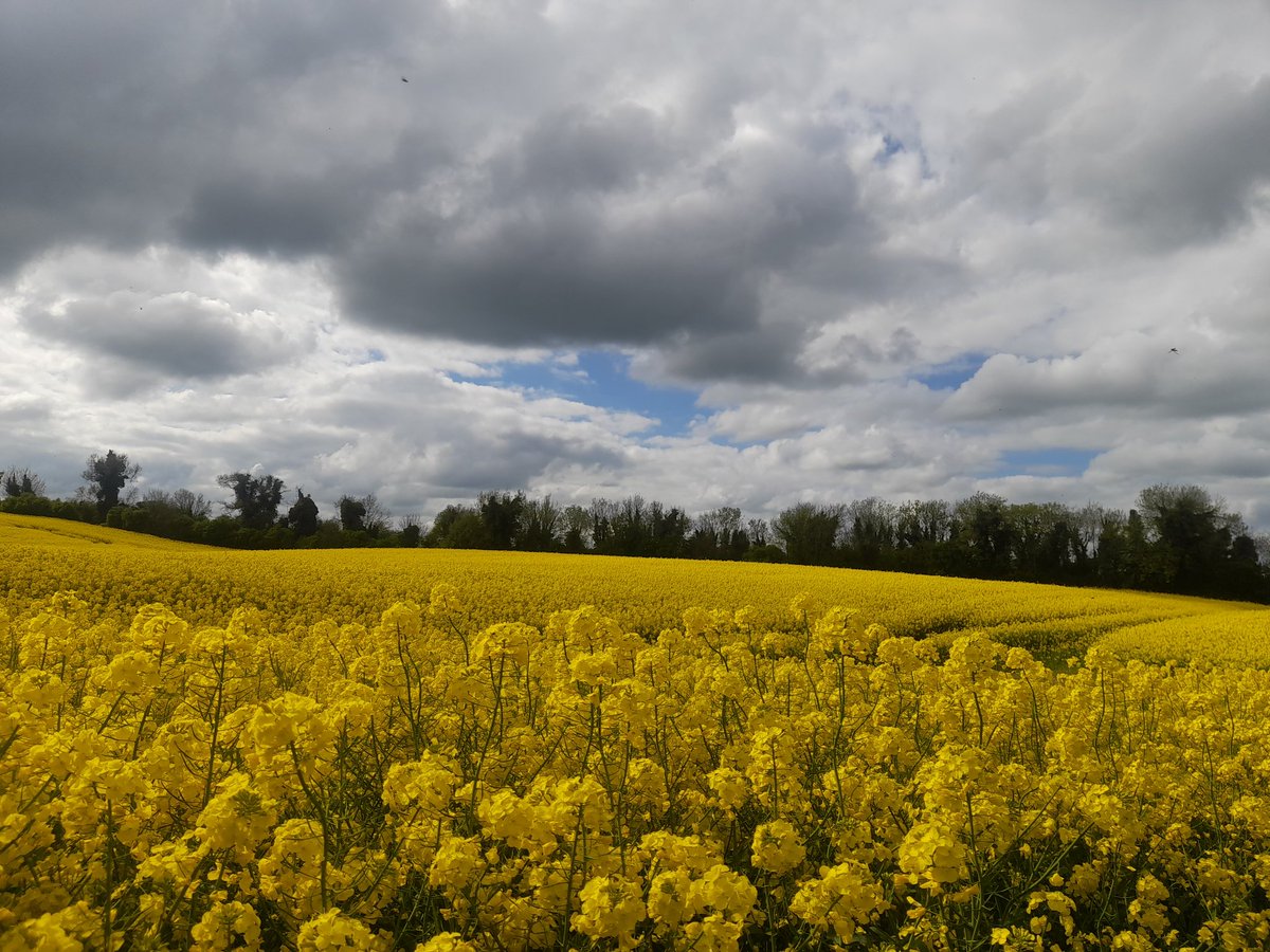 rochacluz's tweet photo. Canola fields #NavanIE https://t.co/EpJcTD4NN6
