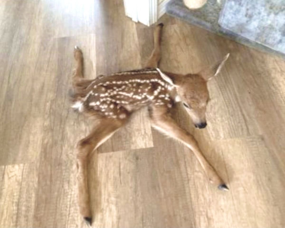 ☆ Deer of shedtwt 🦌 tweet media