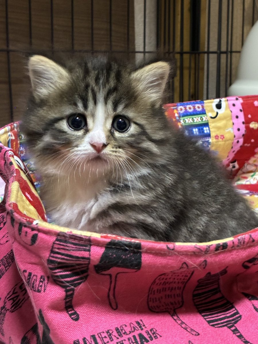nagomicattery's tweet photo. 大きくなりました🐱

 #サイベリアン https://t.co/UisptJleRS