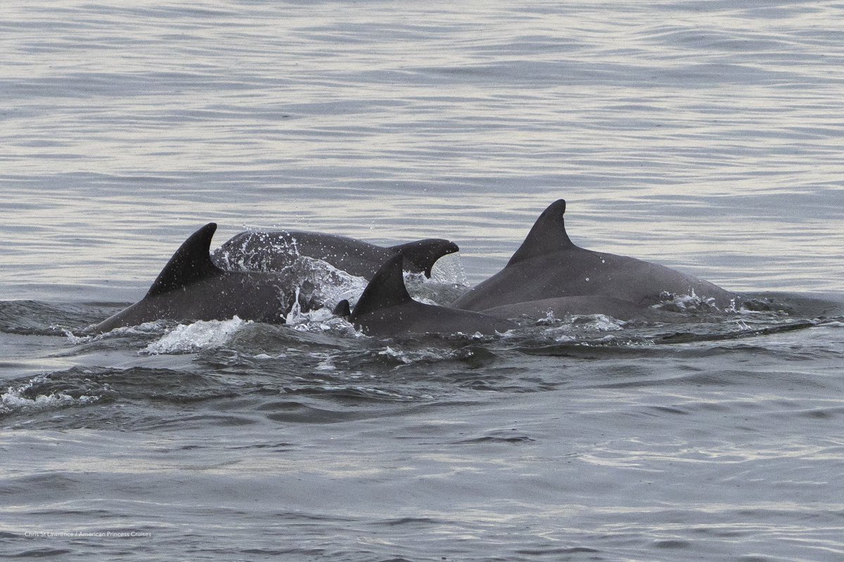 chrisstIawrence's tweet photo. more dolphins this weekend 🐬 https://t.co/jBo7nKaBSU