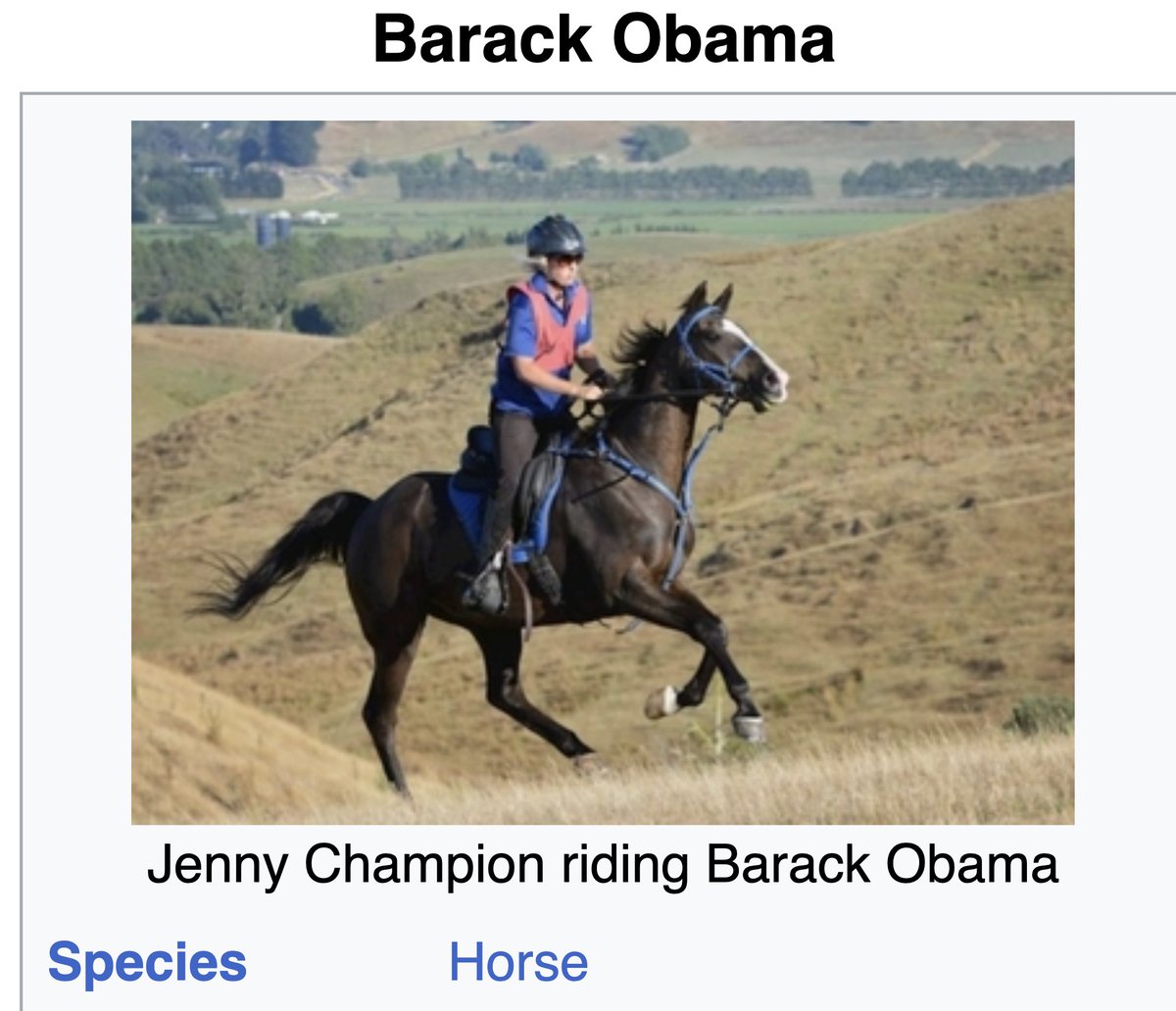 horse tweet media