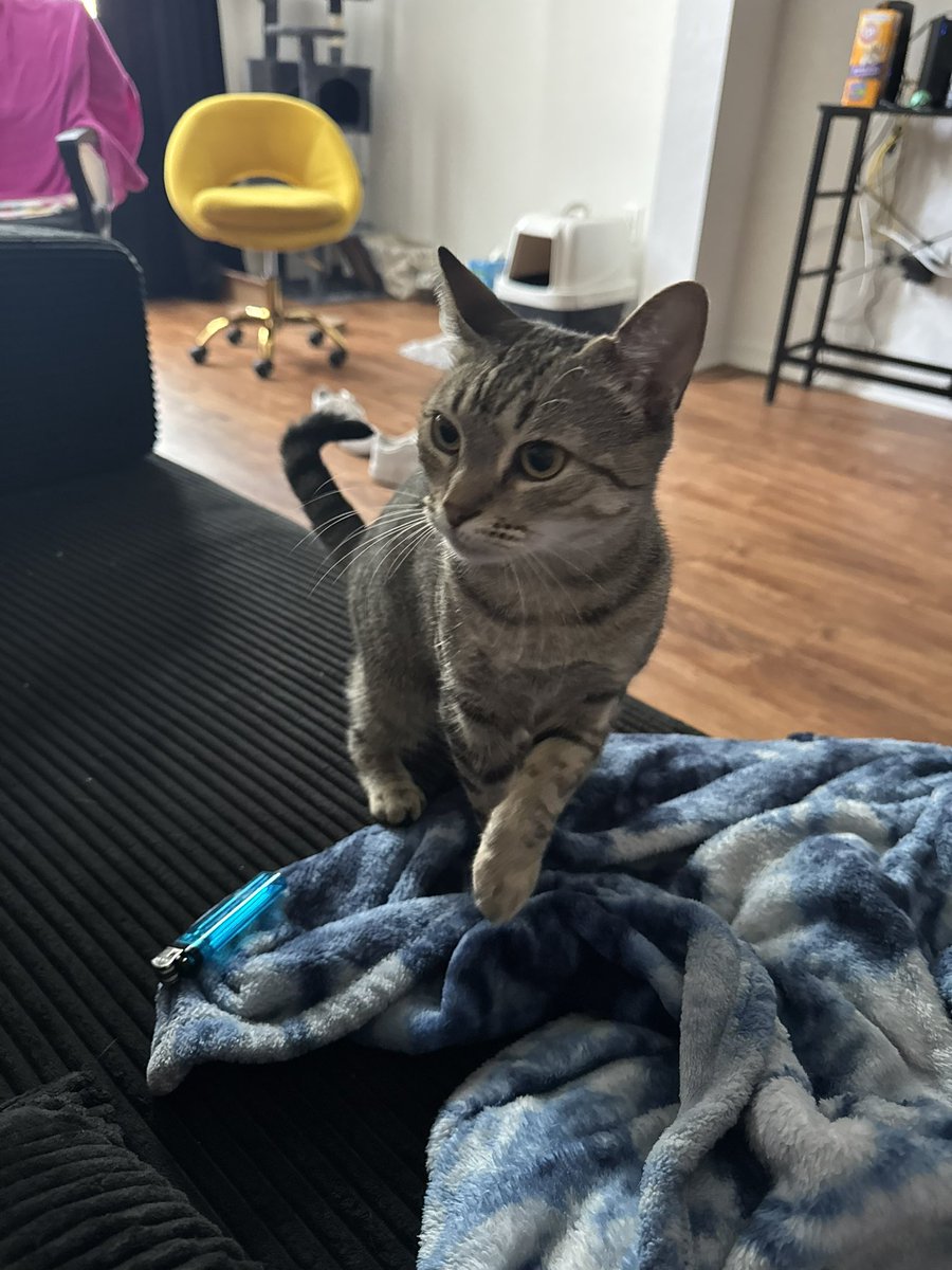 Palomirose's tweet photo. Maaaaaaa babbbbbby 🐾 https://t.co/sbOHLziaqu