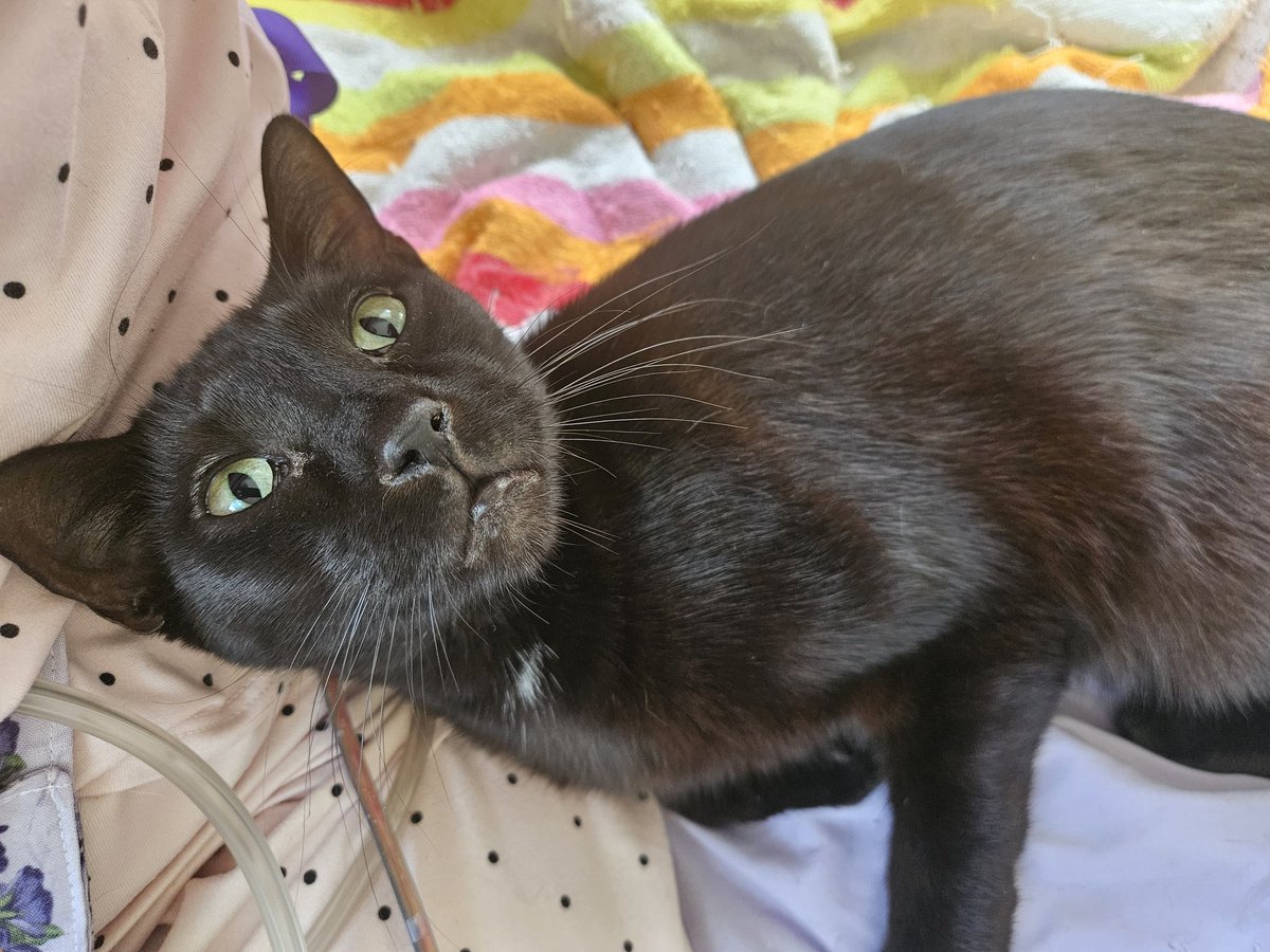 amor_vuelveTX's tweet photo. Hoomin #PostOp #HabitatSiege swelling is largely gone, incisions hurt sometimes 💥😿❤️🩹 trying to do small things like cleaning the floor topically with #Bruce #Bishonen #BishonenBruce ma hoomin cyborg mol https://t.co/aQaQzVmVba