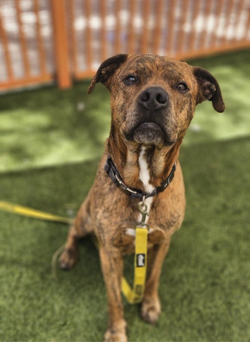 animalfndlv's tweet photo. Your best friend is waiting for you!

Thanks to the support of @BISSELLPets, adoption fees are WAIVED for large dogs now through May 13.

📍 655 N. Mojave Rd., Las Vegas, NV 89101

Complete details: https://t.co/A6SnzKHDcn

P.S. This is Bueller. His ID# is A1418958. https://t.co/aKw0Io5doR