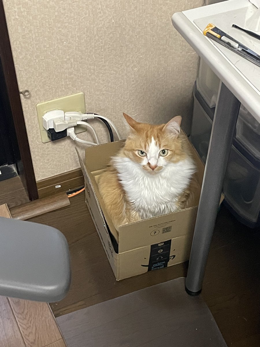こんな小さな箱にも入っちゃうんですね #ねこ #ネコ #ネコ好き #黒猫