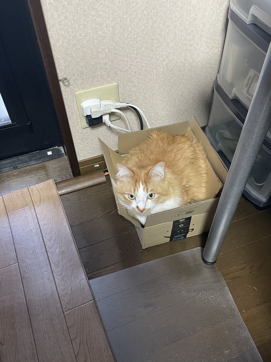 こんな小さな箱にも入っちゃうんですね #ねこ #ネコ #ネコ好き #黒猫