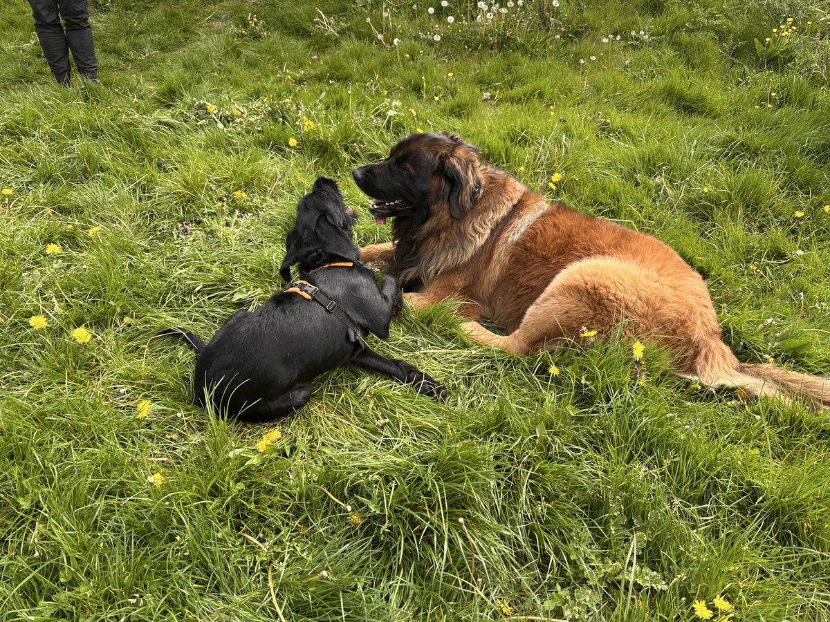 Derbi595's tweet photo. @Henry59lewis He is a leonberger all 80 kgs of him he’s proper chilled good with other dogs 👍 https://t.co/QXp0WjjENE