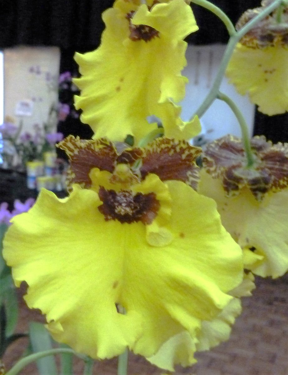 OrchidsWorldcom's tweet photo. Onc. Kulnura Triumph. Another well known pretty one. https://t.co/soHDXYuwkK