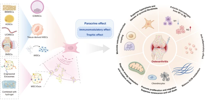MesenchymalCell's tweet photo. This new review evaluates the therapeutic efficacy of bone marrow-derived MSCs, adipose-derived stromal cells, umbilical cord-derived MSCs, synovium-derived #MSCs, and ESC/#iPSC-derived MSCs in modulating the joint microenvironment. 🧫

📖 Don't miss it: https://t.co/4nzmaY9SeR https://t.co/gro7gB8jxn