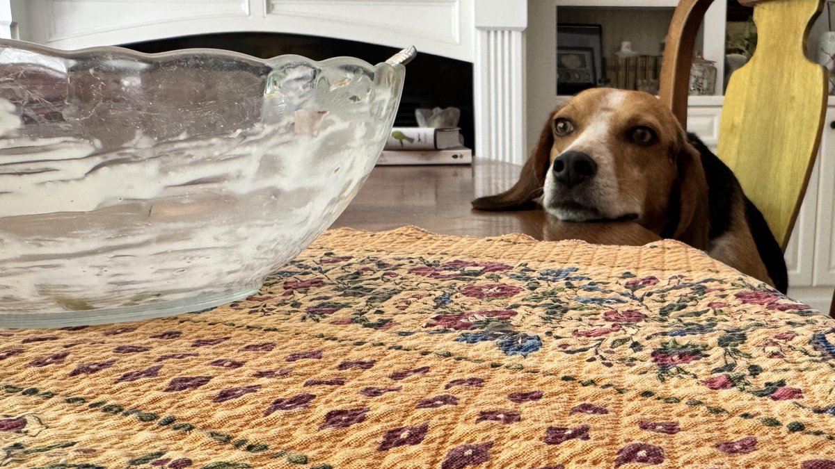 Battle Beagle (@HarmlessYardDog) on X