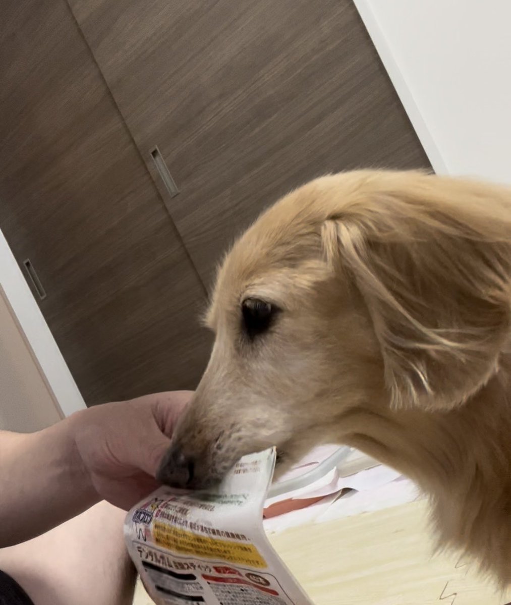 まだ袋開いてません…🙂 おやつフライング長女🐶 実は袋のほうが