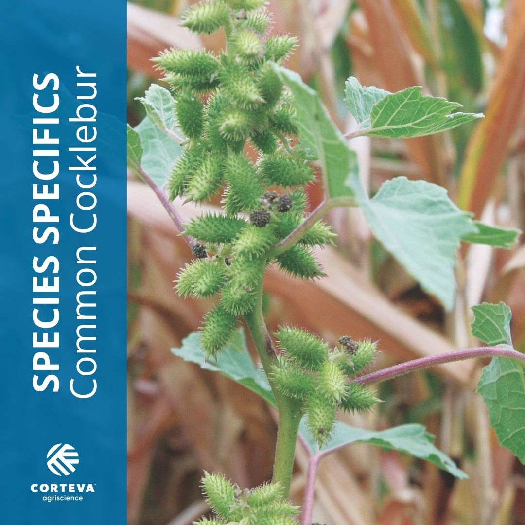 Corteva U.S. Range & Pasture tweet media
