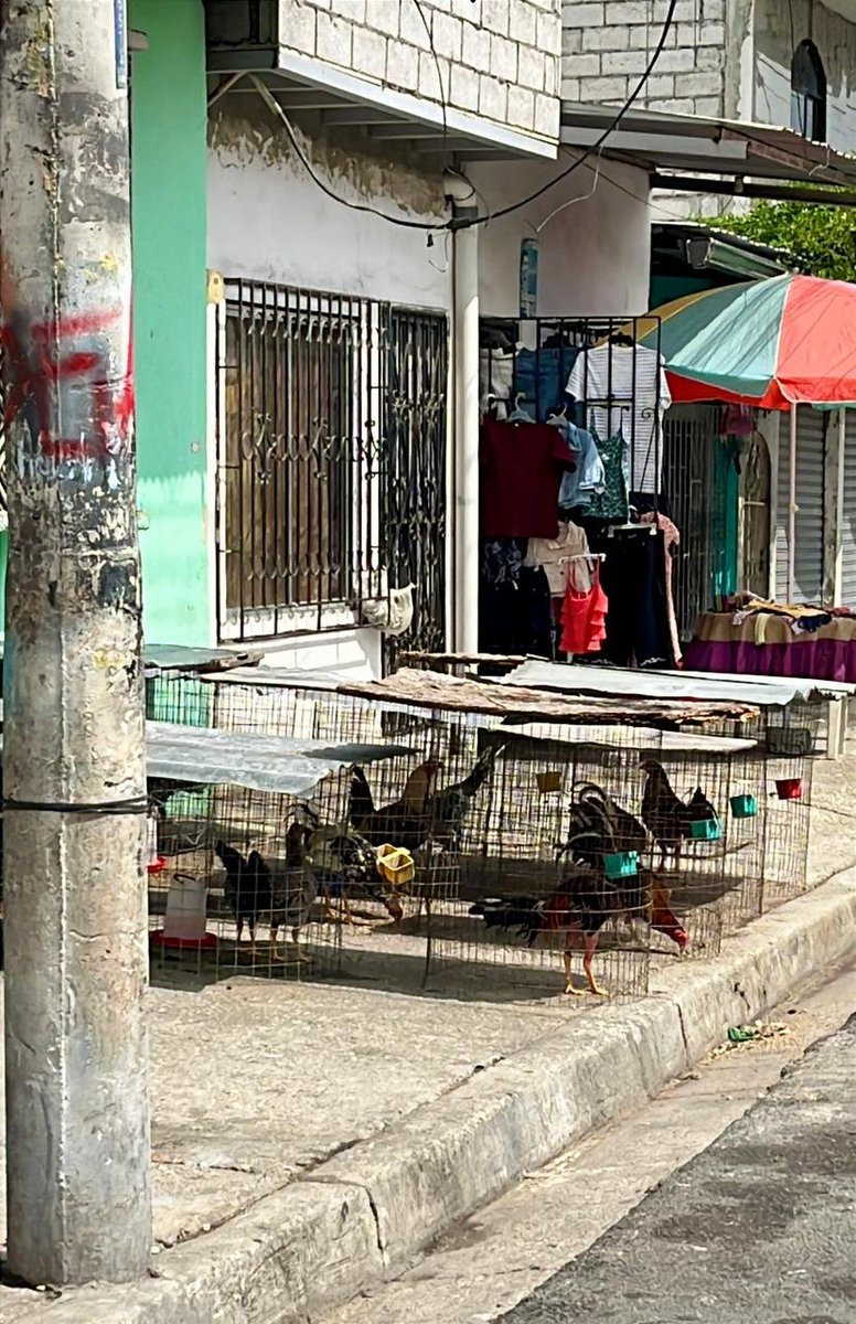 La Revolución Animal tweet media