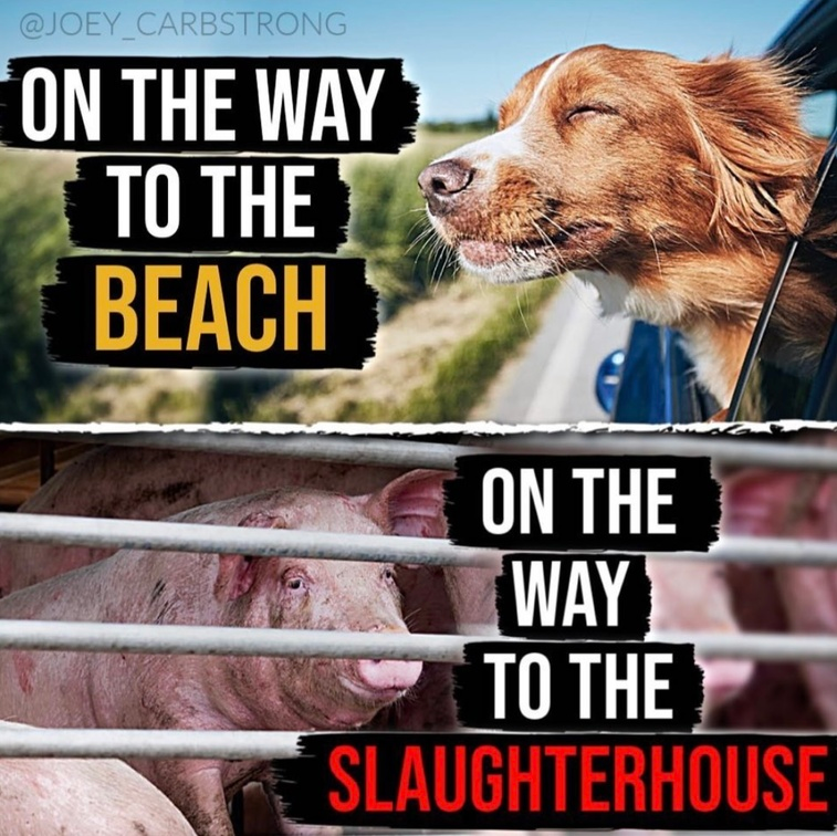 Vegan Future tweet media