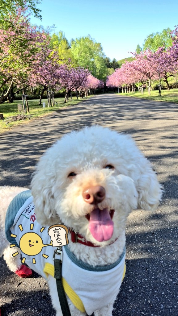 わんわん 🌷 tweet media