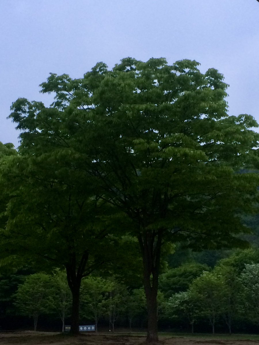 uspeerian's tweet photo. 이시연 이거 배경으로 좋은거같애
약간 ‘공부할때 듣기 좋은 느좋 playlist’ 배경 감성 느낌있음
사진 고마어 https://t.co/90R7E6Rkz2