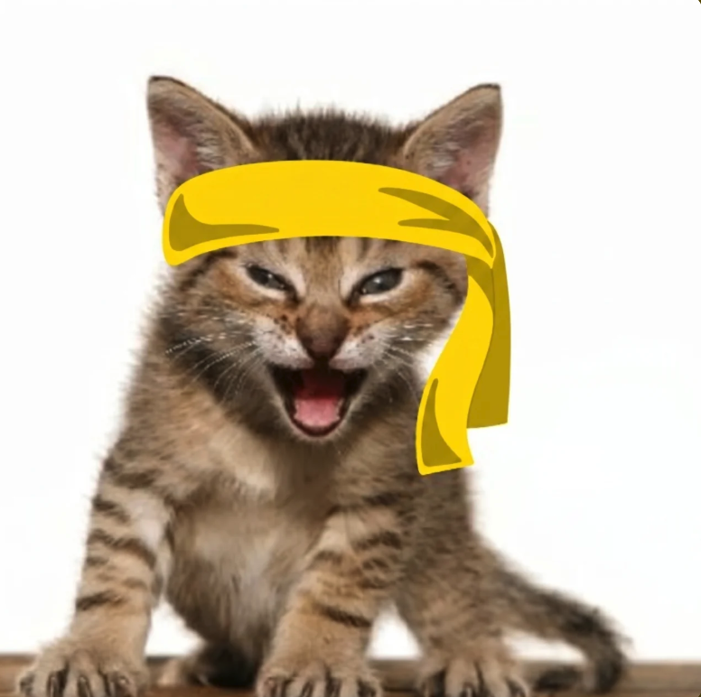 T0du_'s tweet photo. yellow kitten crew is live 

Ca  :   BhLeRe8yfFActNjAqH5S21kt8fWyqfusZg1haneXpump https://t.co/Ja4susjHQm