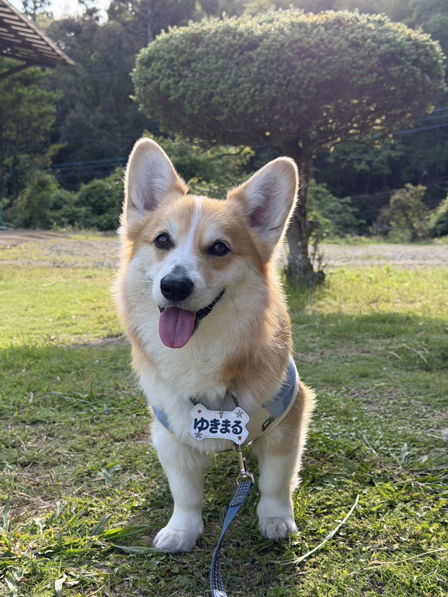 幸丸くん@コーギー🐾 tweet media