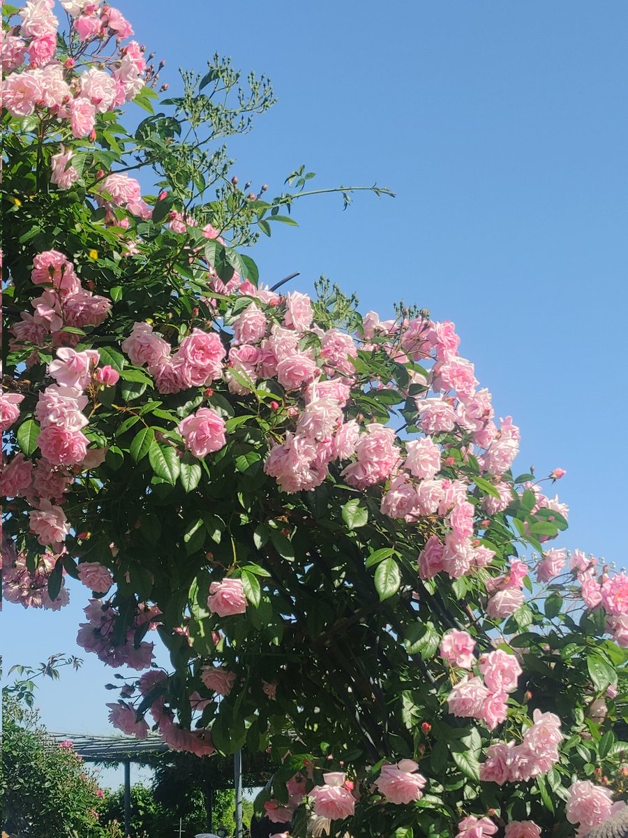 _4dpocket tweet picture