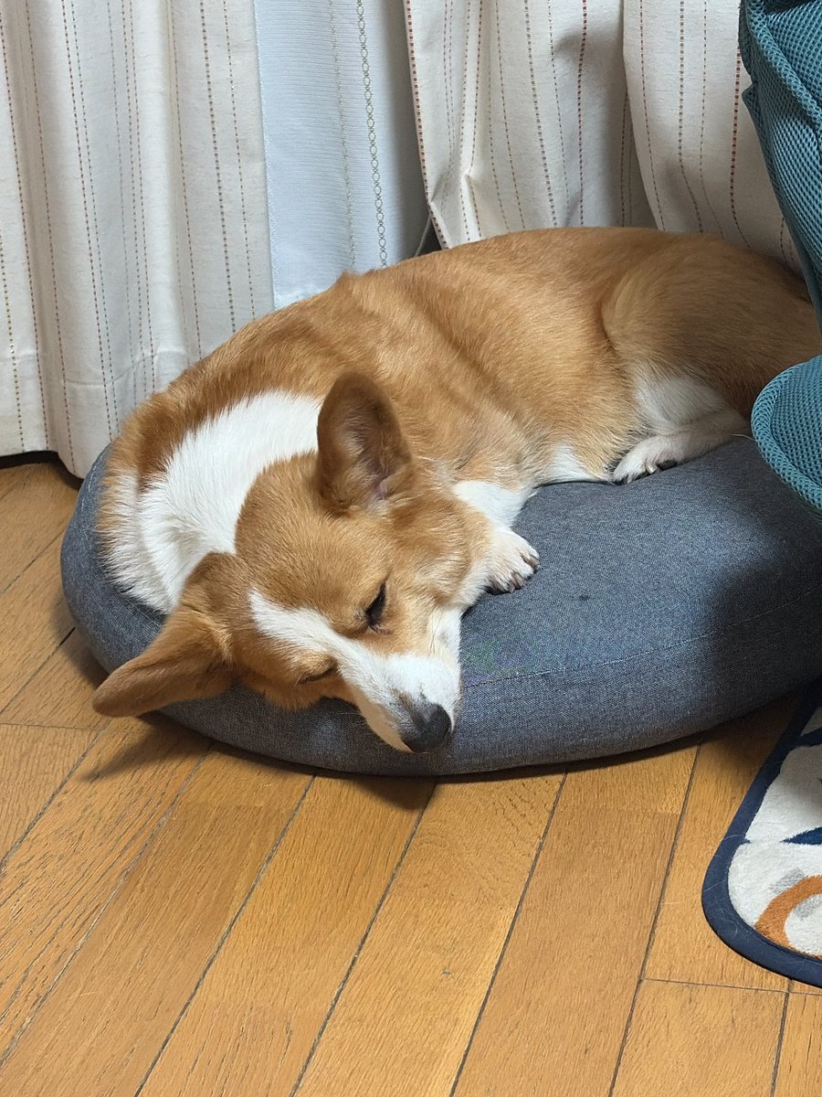 くまあらし tweet media
