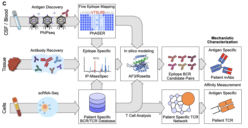 DrAaron14's tweet photo. Thrilled to share our new preprint: "AEGIS reveals epitope- and clone-resolved convergence of CNS B and T cell autoreactivity in ROHHAD." Important implications for mechanistically understanding autoimmunity! Massive team effort (attributions at end).

https://t.co/hhciZUn3f0 https://t.co/BT7M5wz7Z4