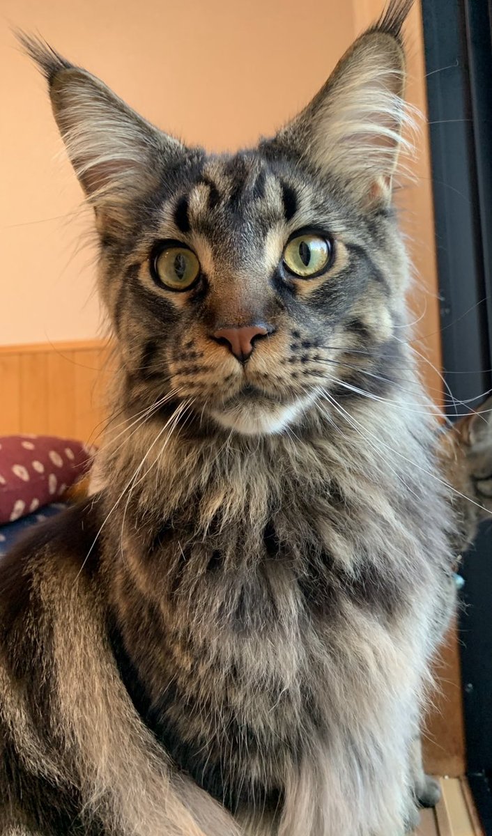 myname114's tweet photo. 実家の特大で耳毛の長い猫科の動物ちゃんを見て今日もがんばろう https://t.co/9KKpc6Nucf