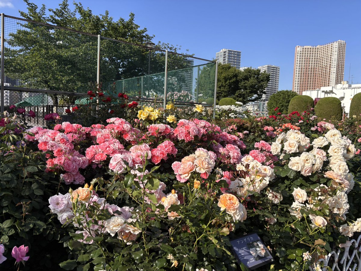品川港南口

バラ園が見ごろ

近くまでくると
本当にいい香り

お見事でした

今日も幸せいっぱいになるね