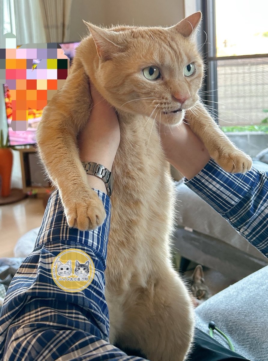 じばにゃん様確認用ページです☆ キーちゃんのバンザイ写真の時にニャン太も撮った1枚✧p📷qω•,,´)ﾊﾟｼｬ
