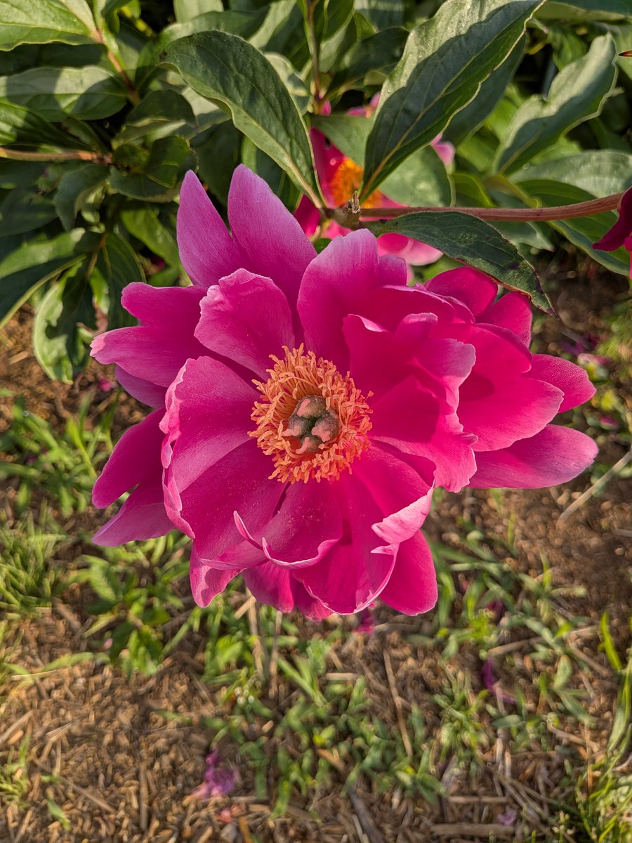 陶板　芍薬の花 🌸つくば牡丹園2026期間限定開園 4/9〜5/24🌸 開園時間🕊️午前9時
