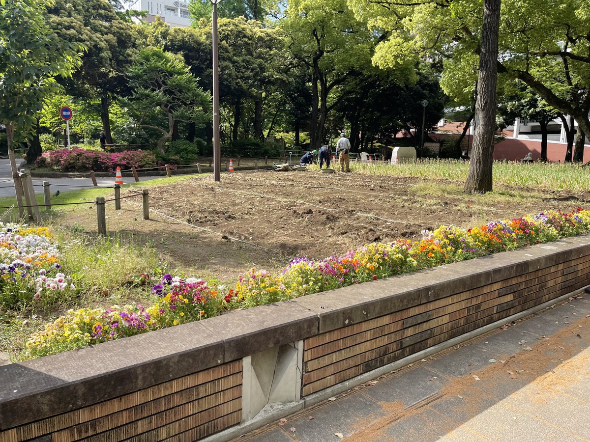 徘徊へ。 チューリップの花は全て落ちと思ったら帰りには刈り取られ
