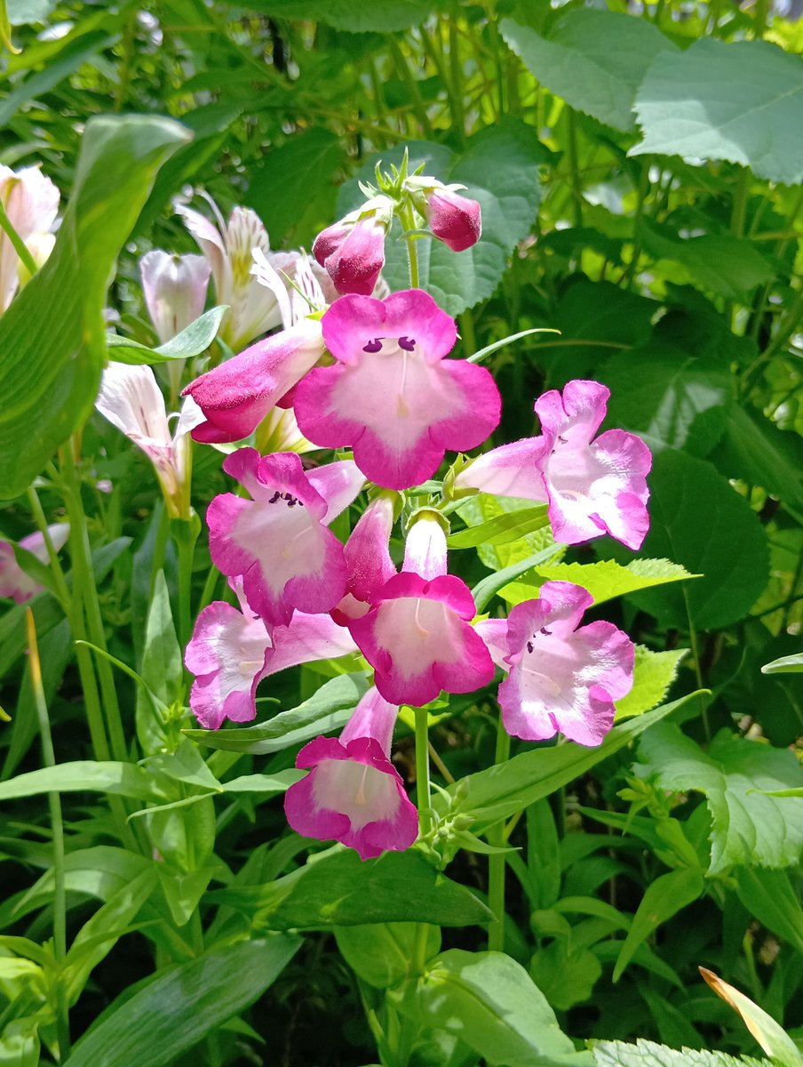 krara3129's tweet photo. こんにちは😺☀️
今日の庭🏡の花達🤍💗💜
・芍薬
・ペンステモン
　　アラベスク
・アルストロメリア
#ガーデニング
朝から庭🏡の手入れを始め、あっと言う間に３時間😂 https://t.co/bus2XuQLks