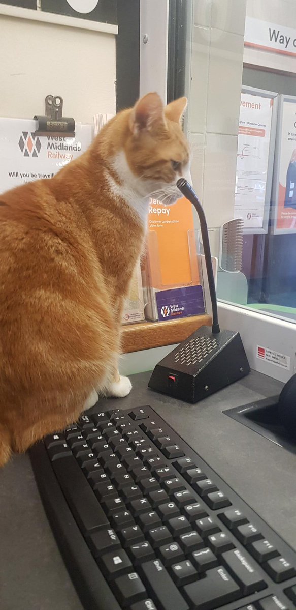 George The Stourbridge Junction Station Cat tweet media