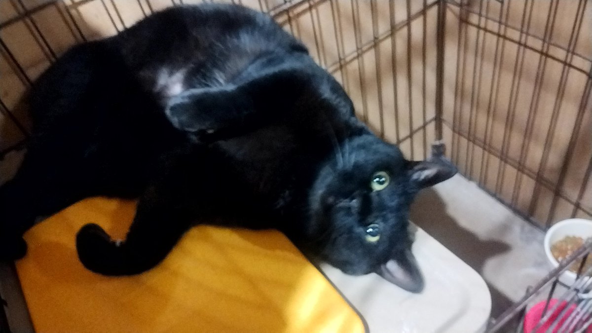 まっつんDX 猫様の下僕🐈🐈⬛ tweet media