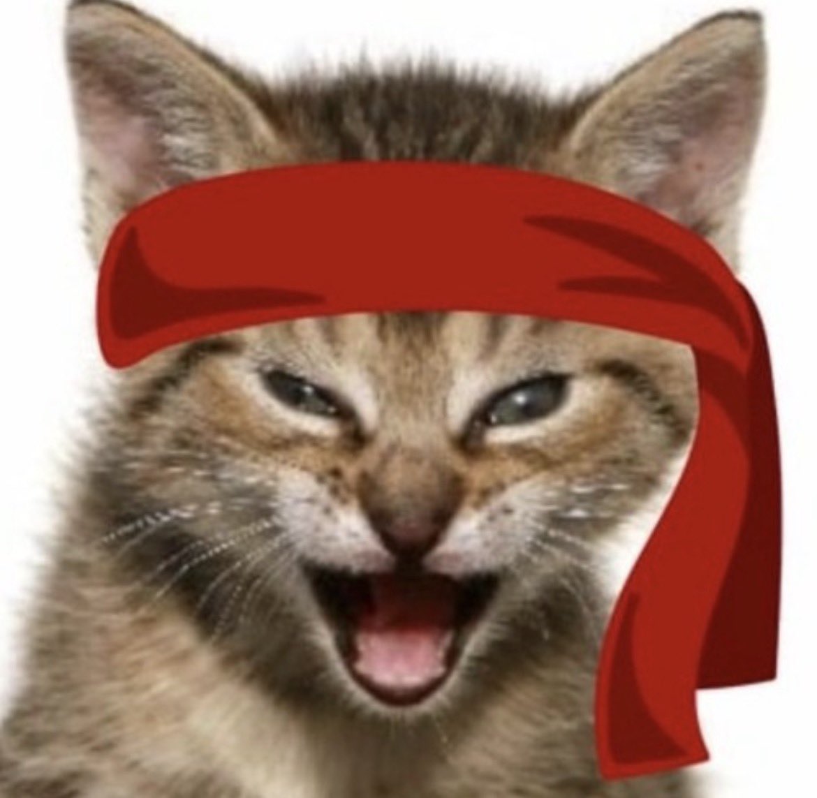ChatGPT Pro tweet media