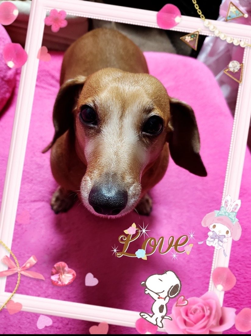 ♥ℛ ༘まな ᕱ⑅ᕱ:.* ♡ tweet media